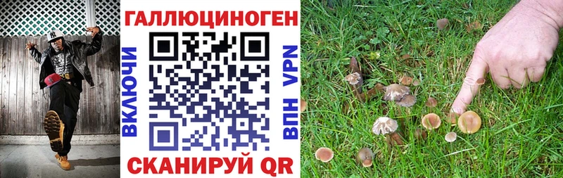 где купить наркоту  Кировск  Псилоцибиновые грибы Cubensis 